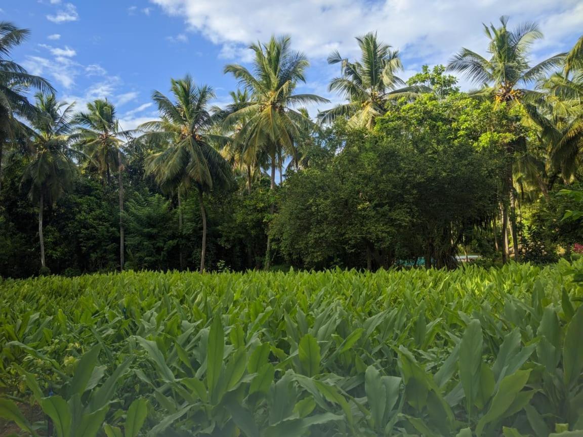 Melsiripura Soba Lanka Holiday Resort מראה חיצוני תמונה