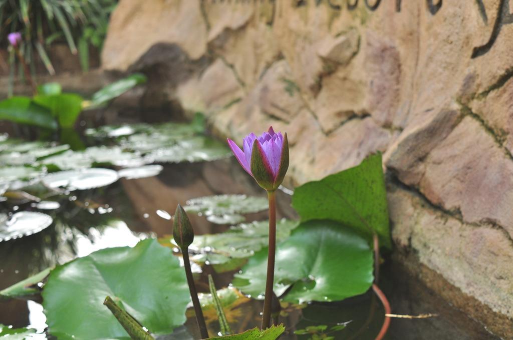 Melsiripura Soba Lanka Holiday Resort מראה חיצוני תמונה
