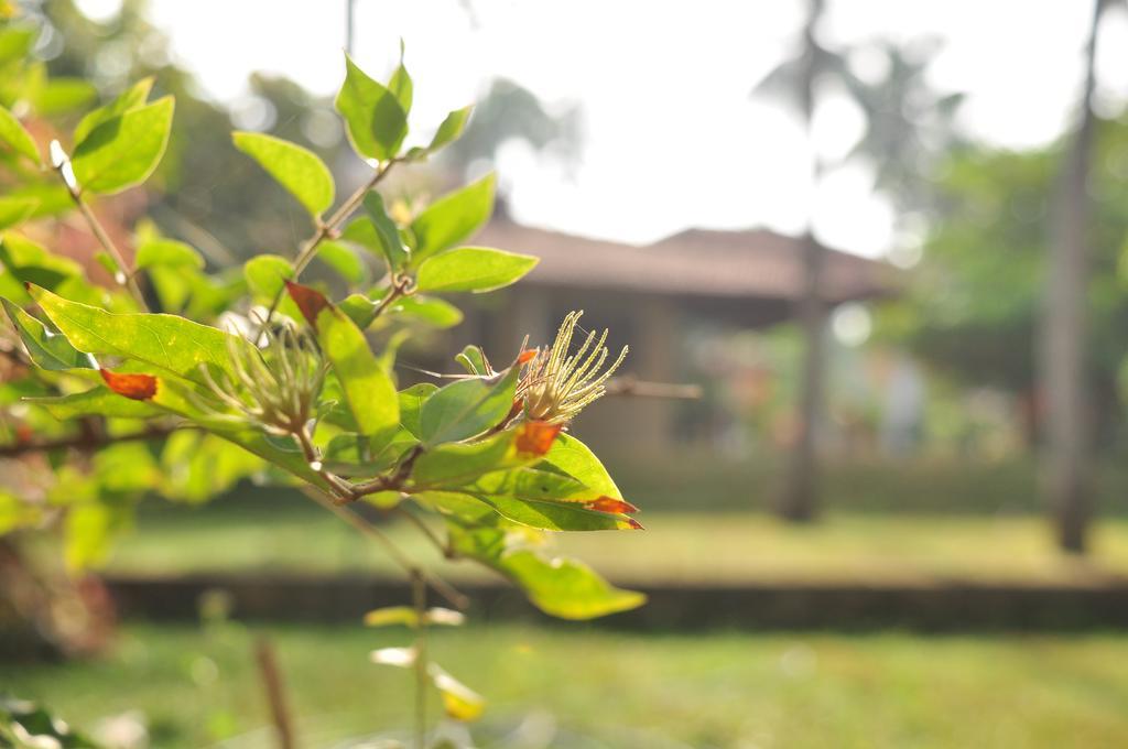Melsiripura Soba Lanka Holiday Resort מראה חיצוני תמונה
