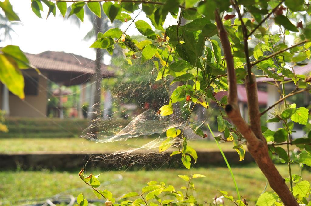 Melsiripura Soba Lanka Holiday Resort מראה חיצוני תמונה