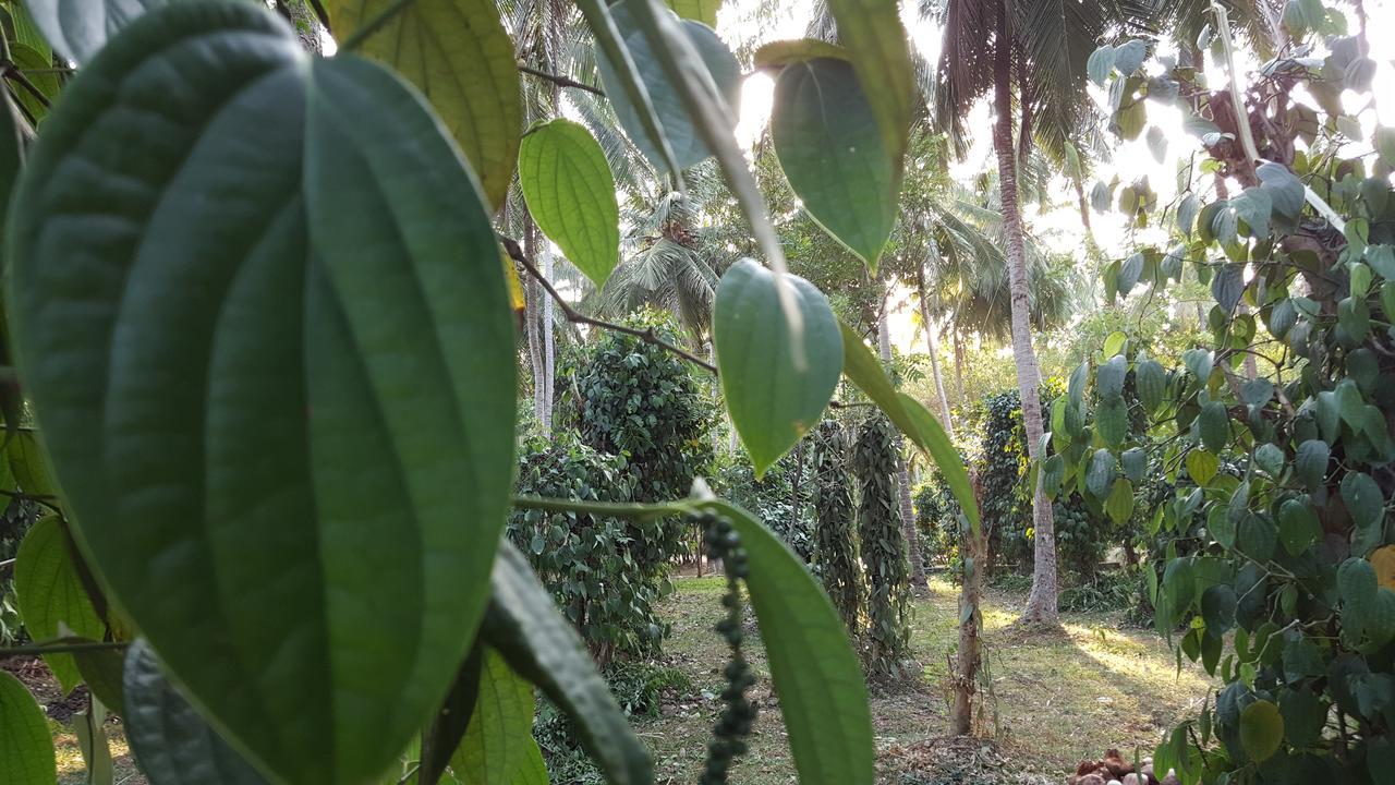 Melsiripura Soba Lanka Holiday Resort מראה חיצוני תמונה